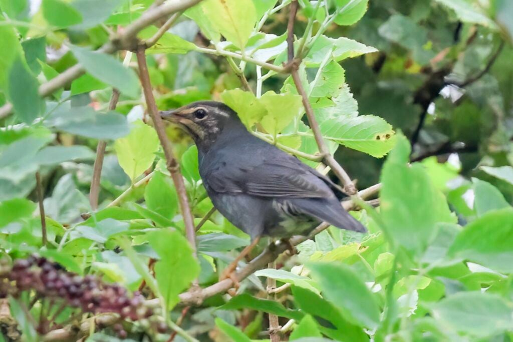 Siberian Thrush