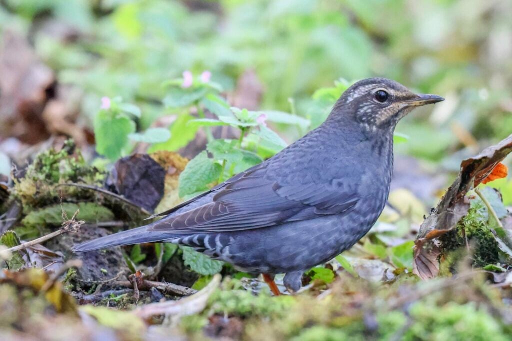 Siberian Thrush