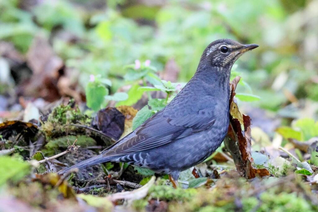 Siberian Thrush