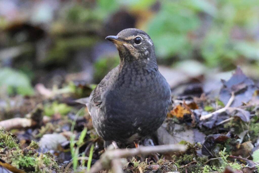 Siberian Thrush