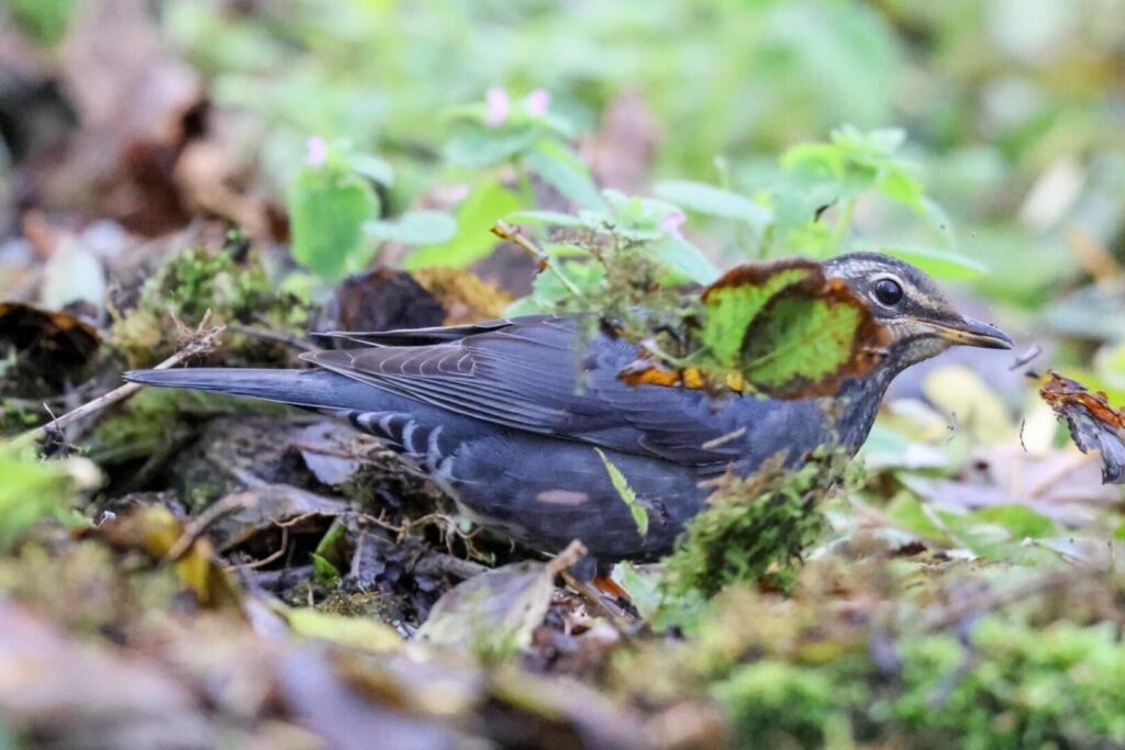 Siberian Thrush