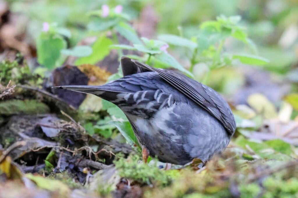 Siberian Thrush