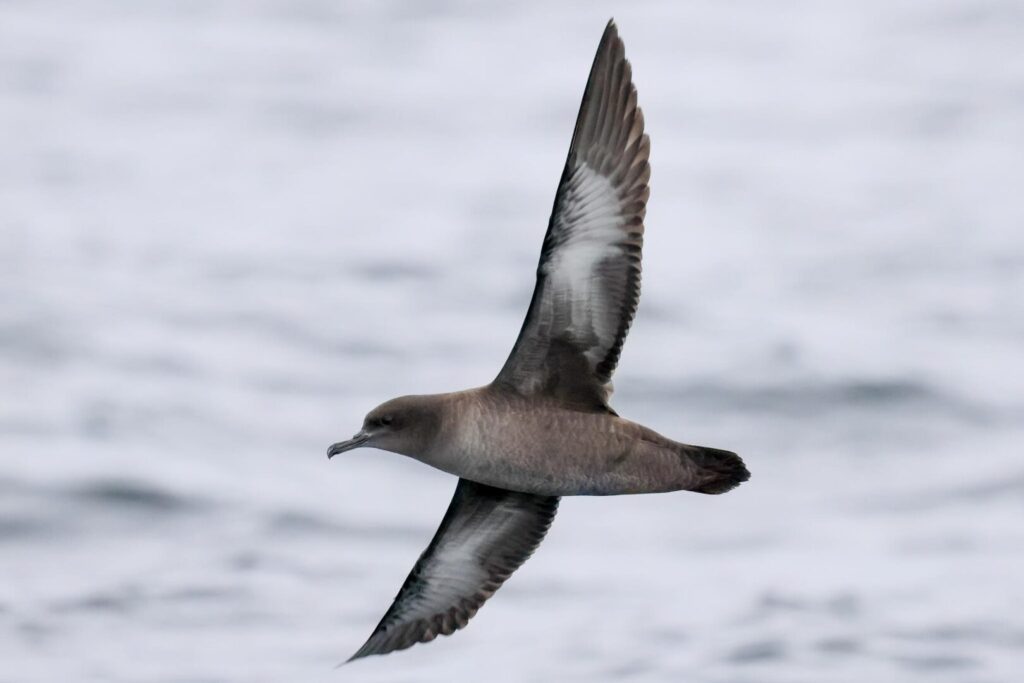 Sooty Shearwater
