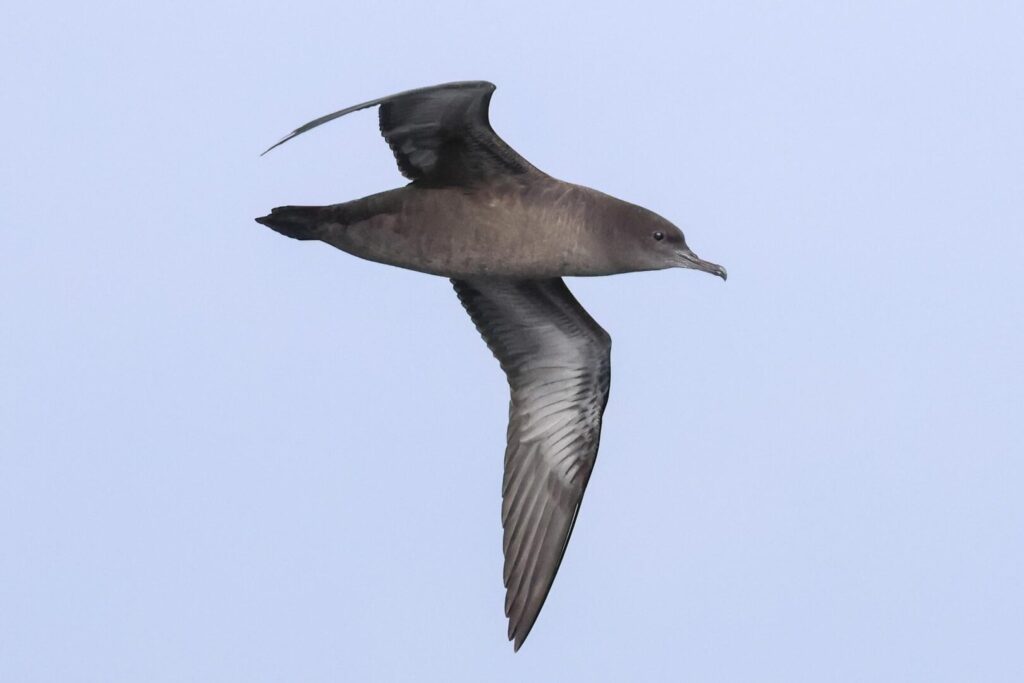 Sooty Shearwater