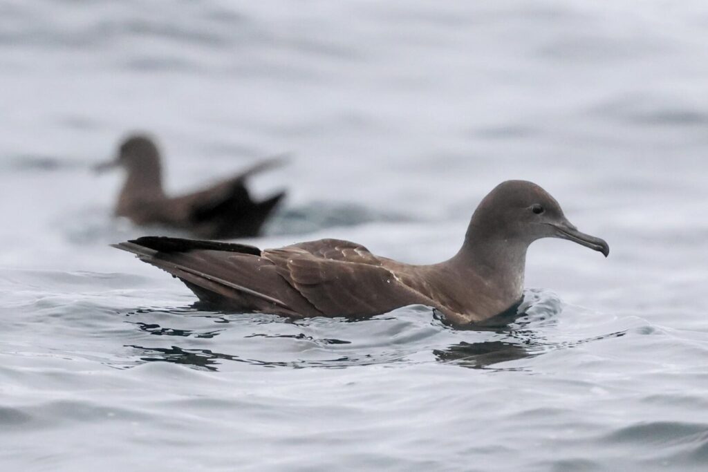 Sooty Shearwater