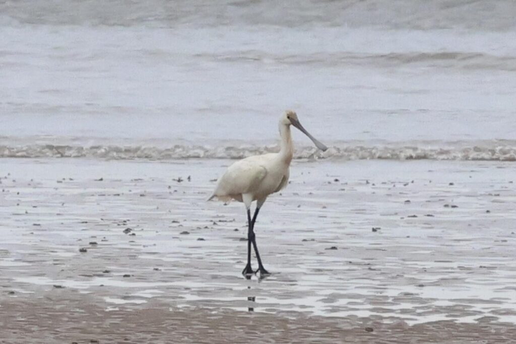 Spoonbill