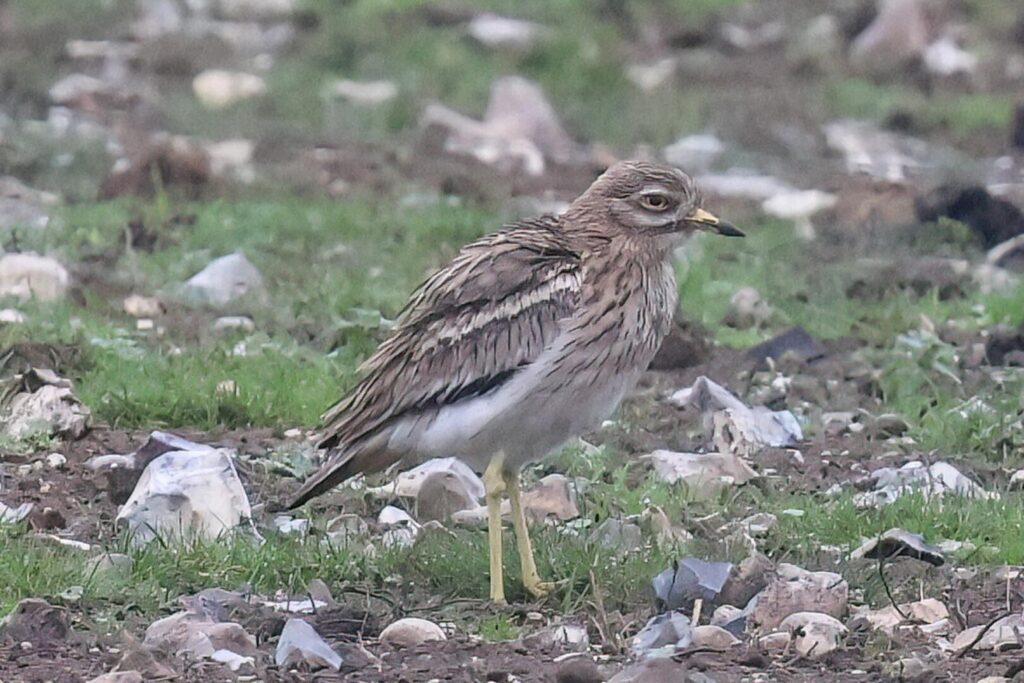 Stone Curlew