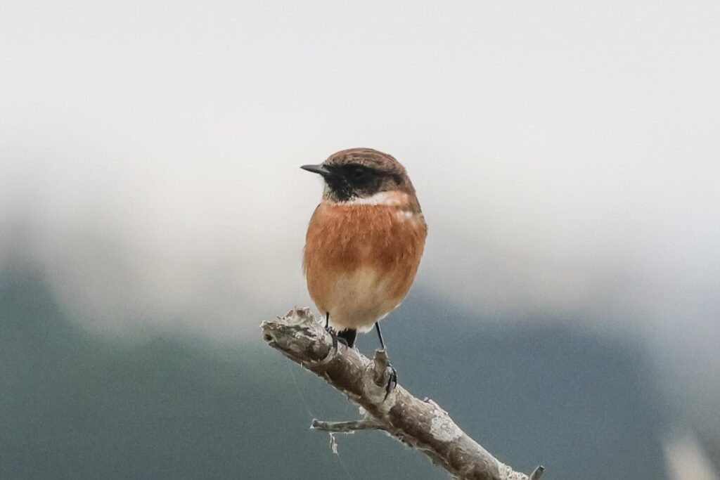 Stonechat