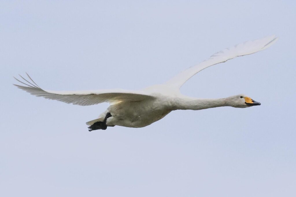 Whooper Swan