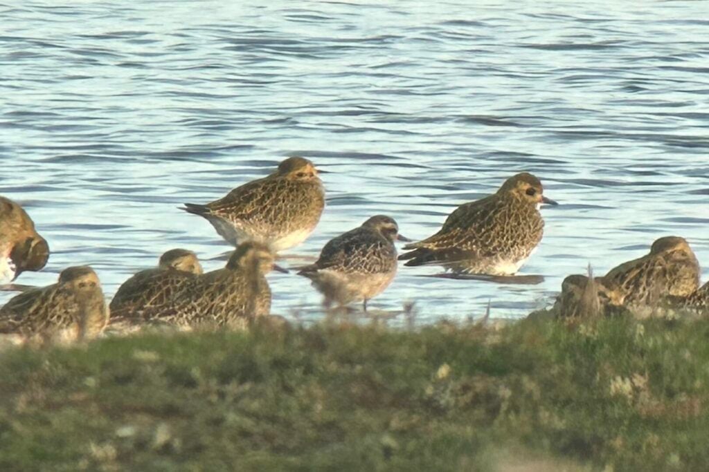 American Golden Plover
