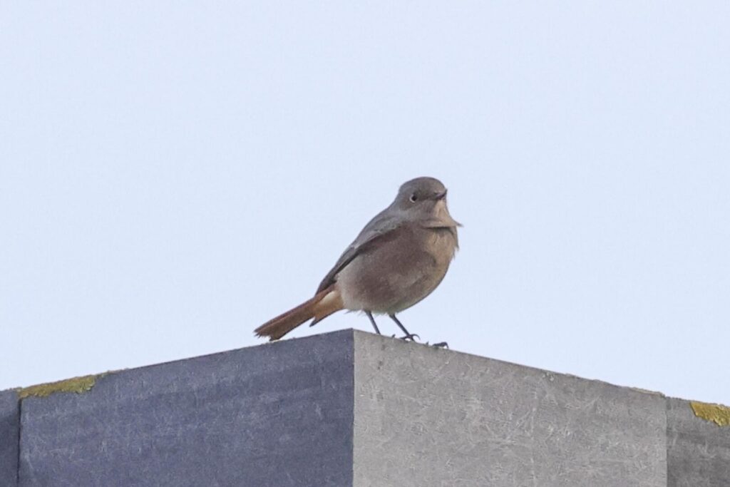 Black Redstart