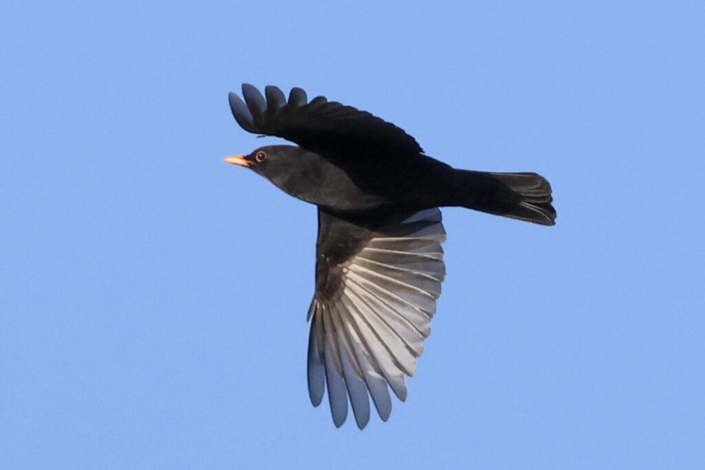 Blackbird
