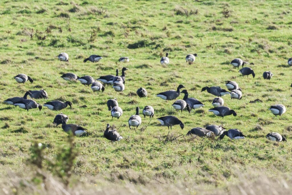 Brent Geese