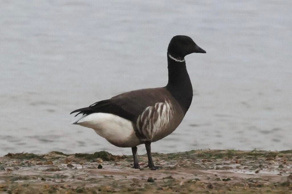 Brent Goose