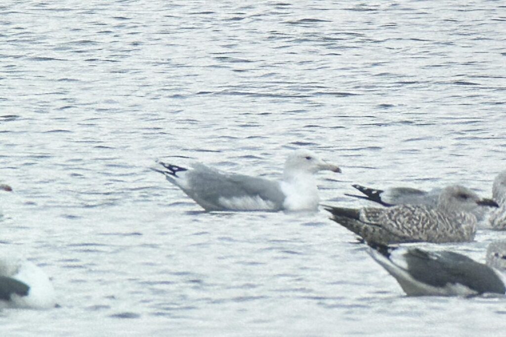 Caspian Gull