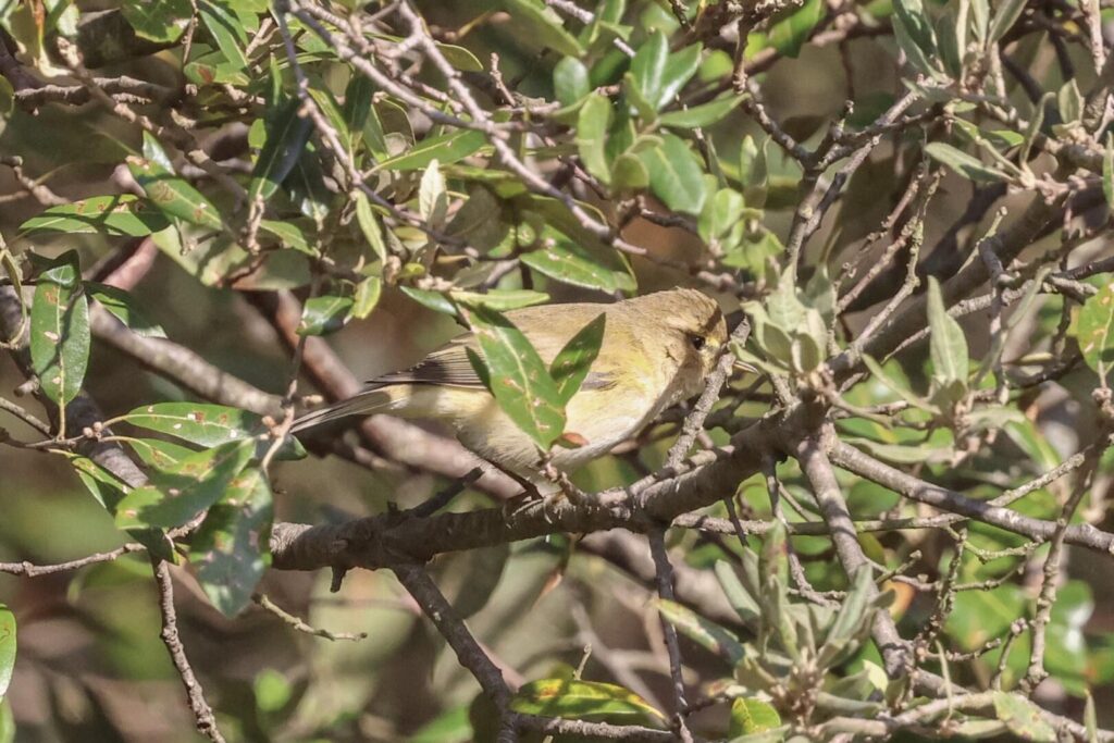 Chiffchaff