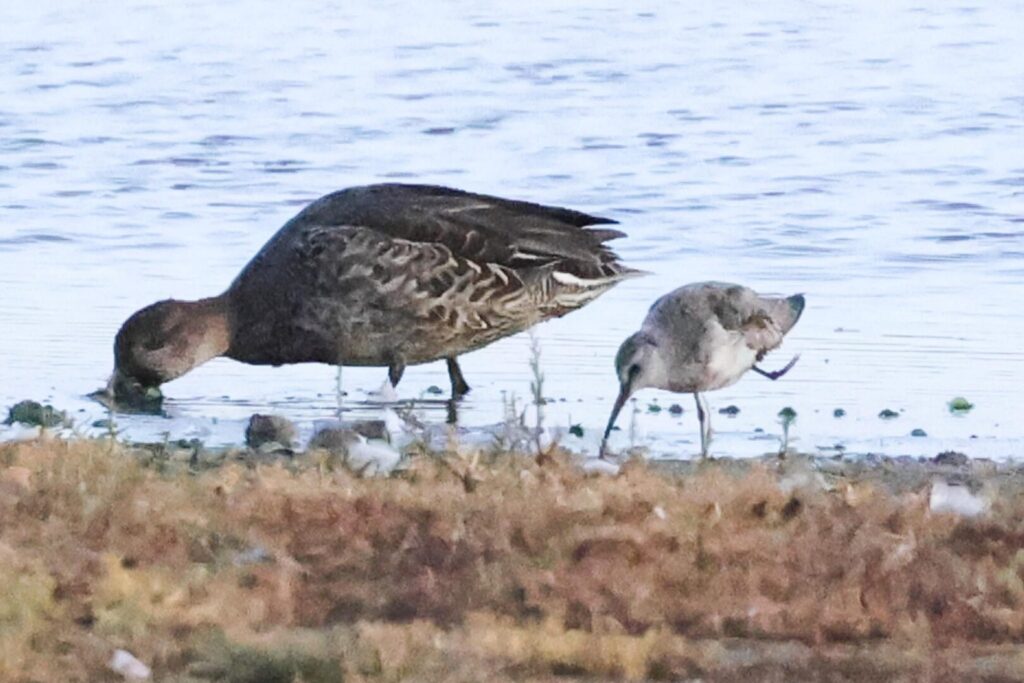 Curlew Sandpiper