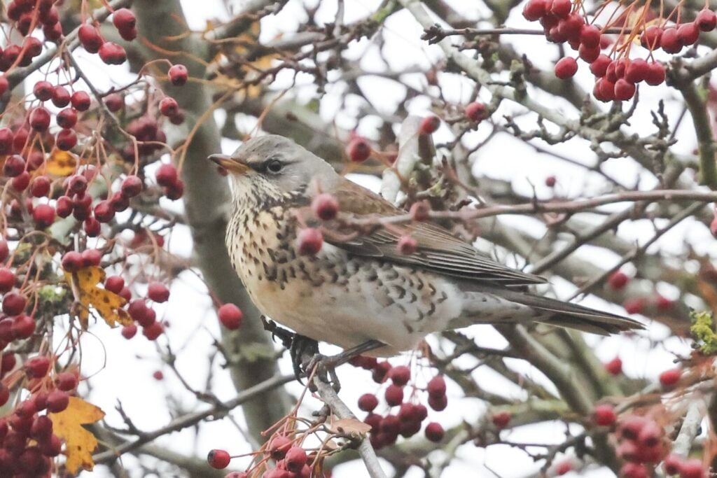 Fieldfare