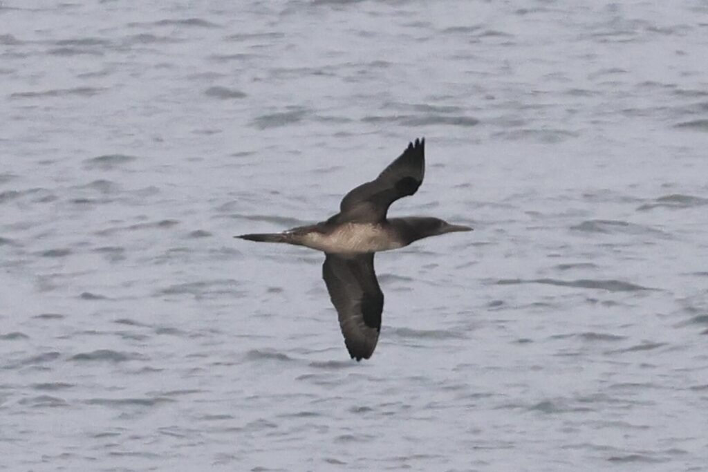 Gannet