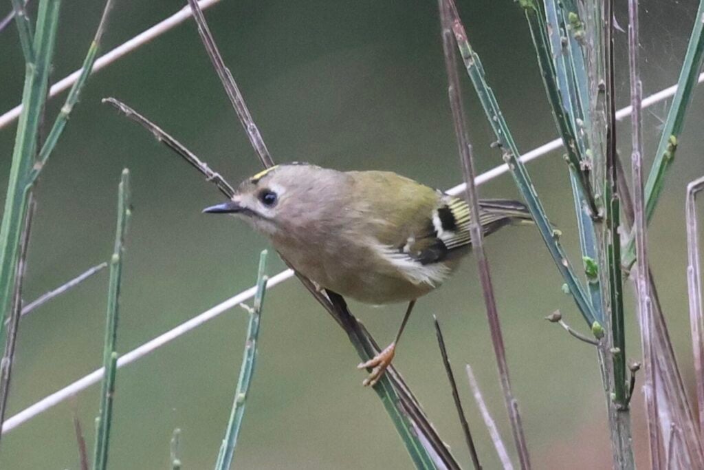 Goldcrest