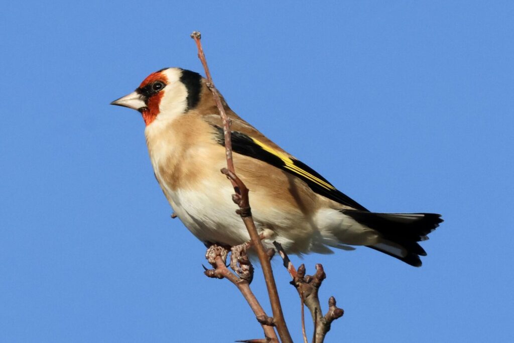 Goldfinch