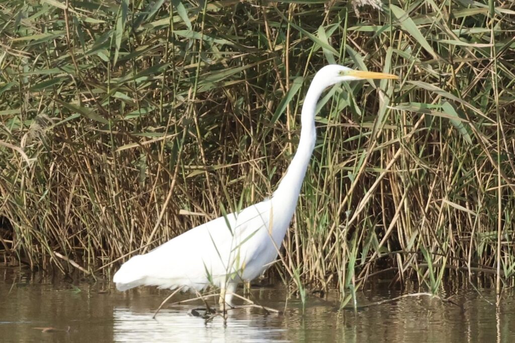 Great White Egret