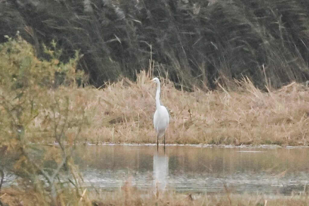 Great White Egret