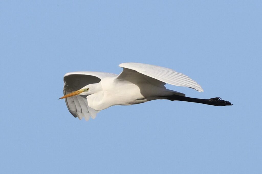 Great White Egret