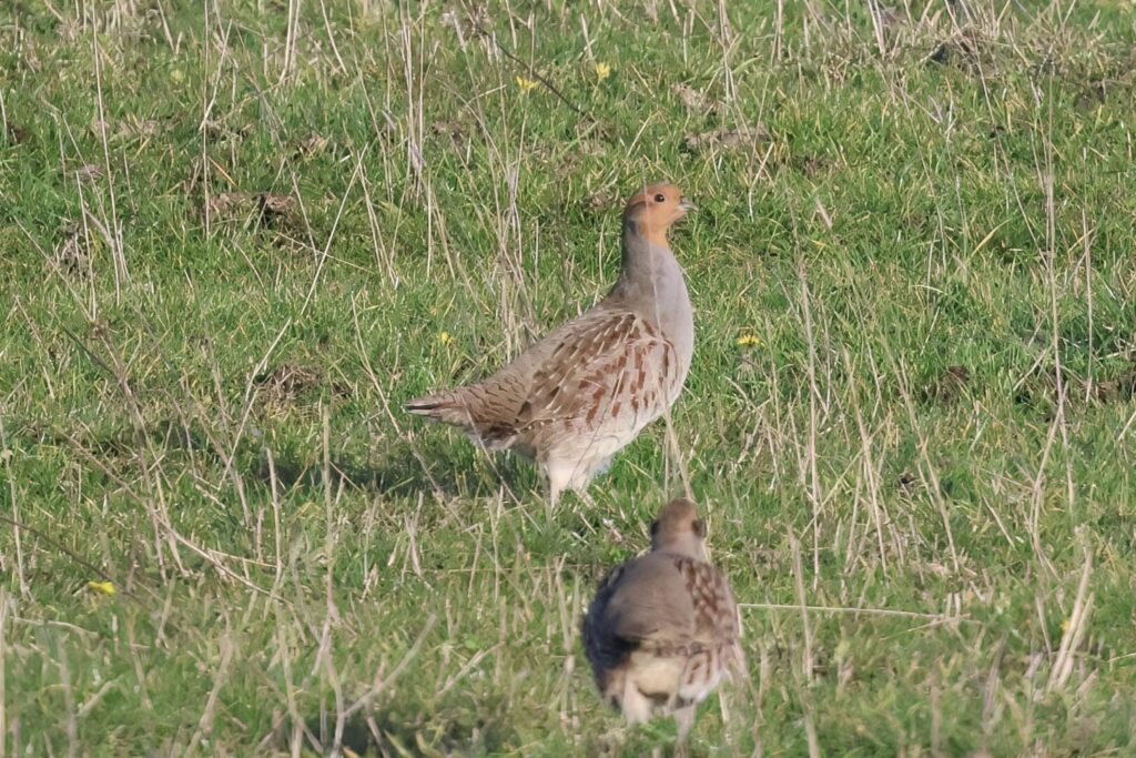 Grey Partridge