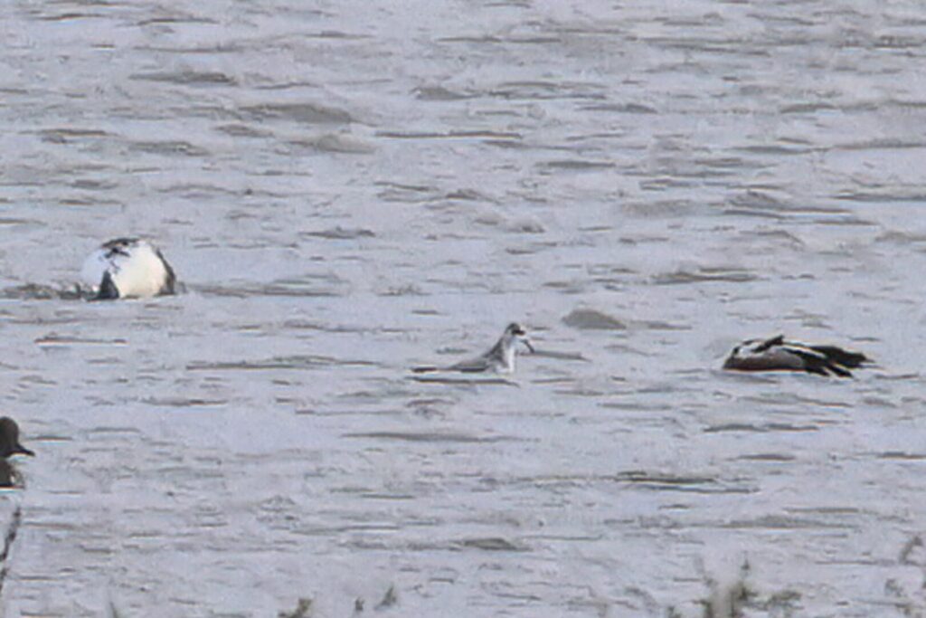 Grey Phalarope