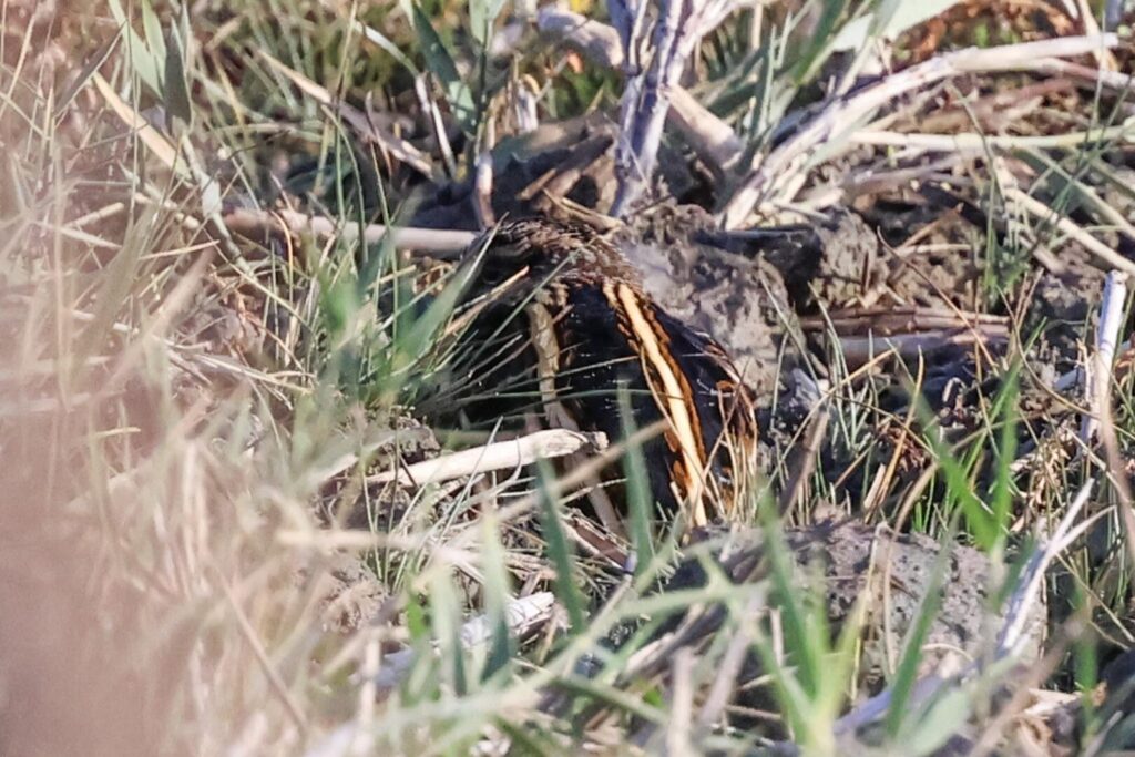 Jack Snipe