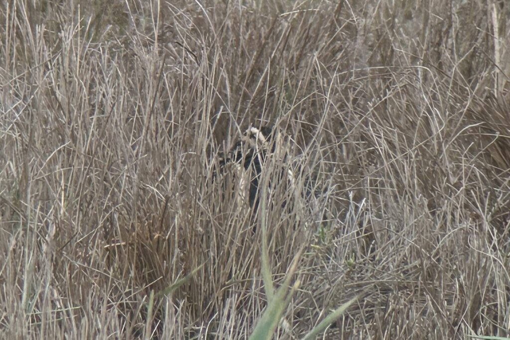 Jack Snipe