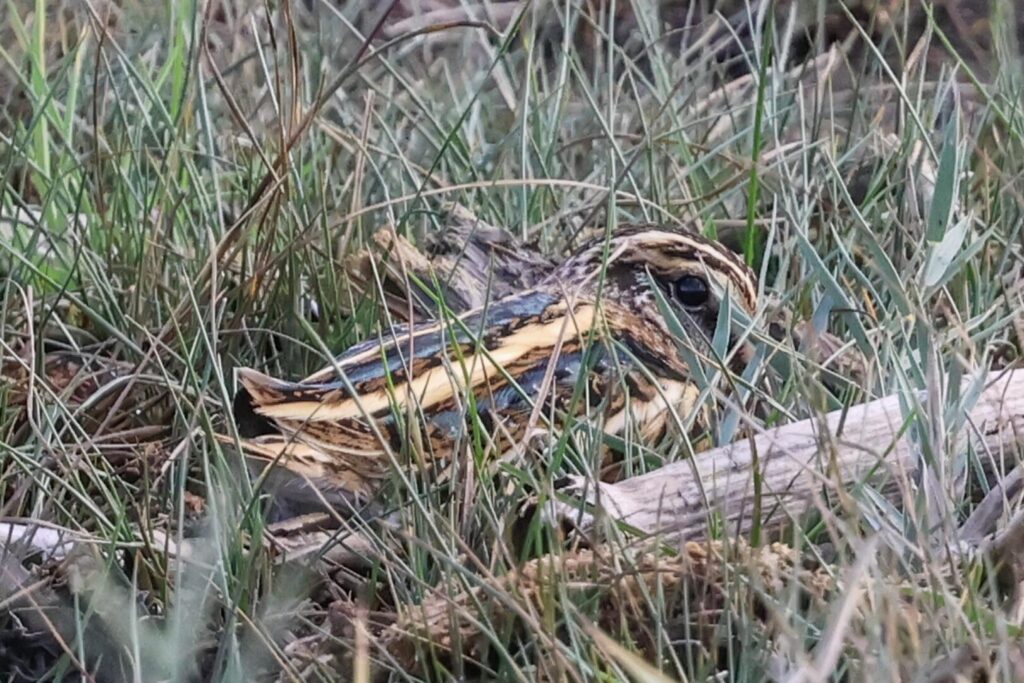 Jack Snipe