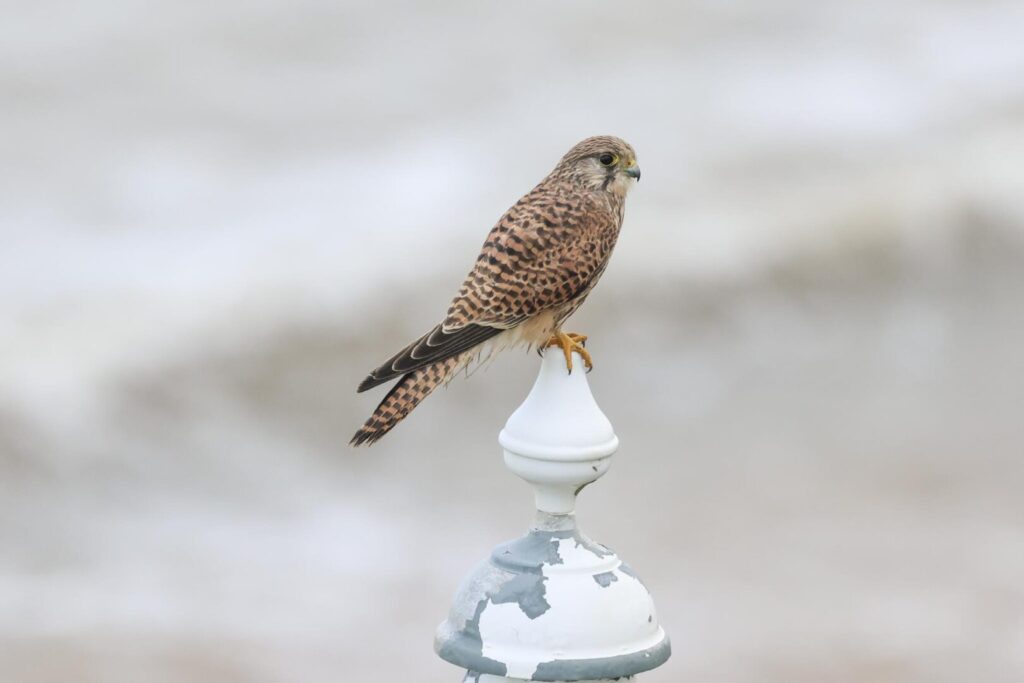 Kestrel