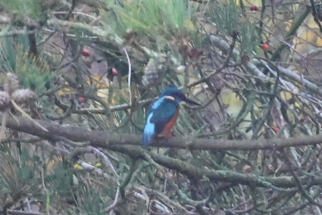 Kingfisher