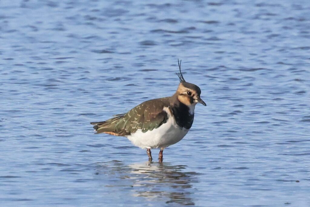 Lapwing
