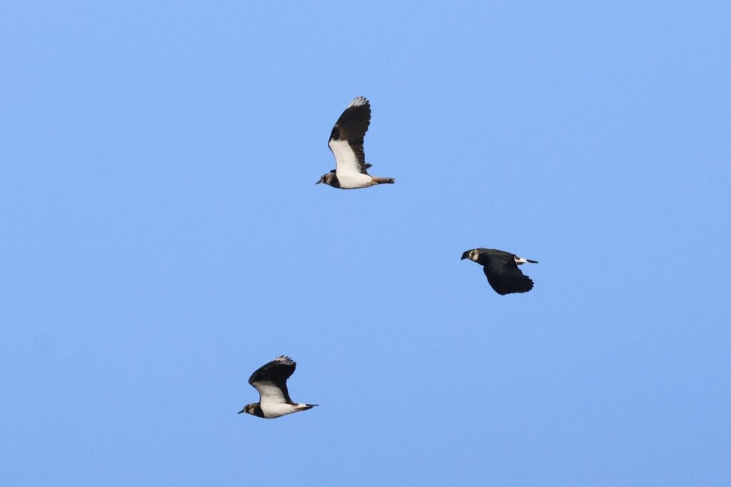 Lapwings