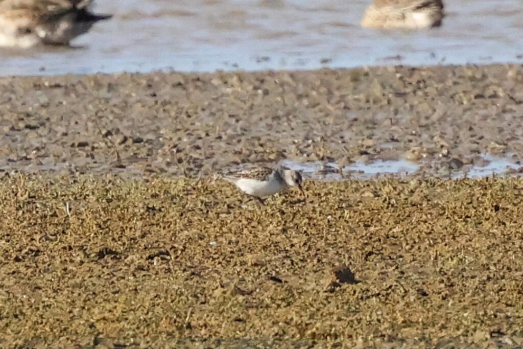 Little Stint