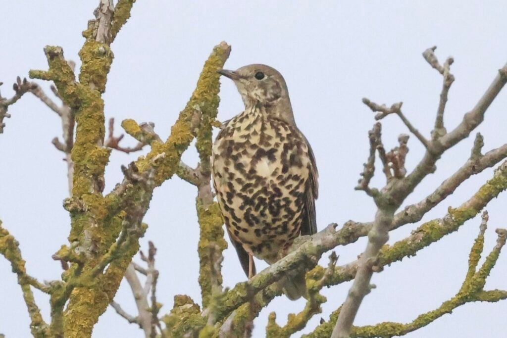 Mistle Thrush