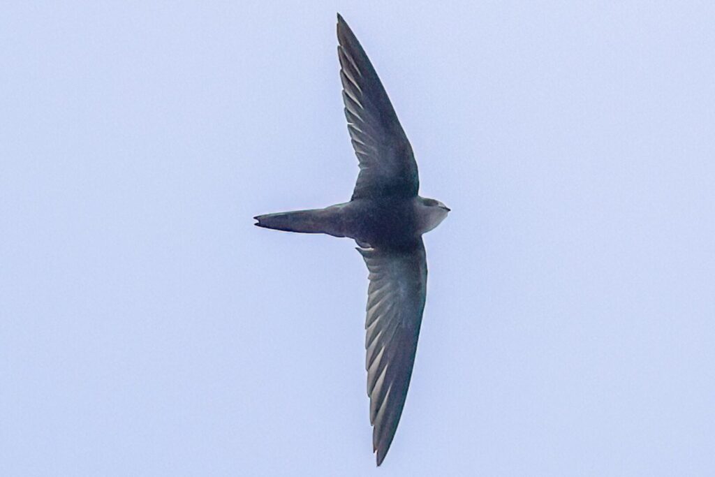 Pallid Swift