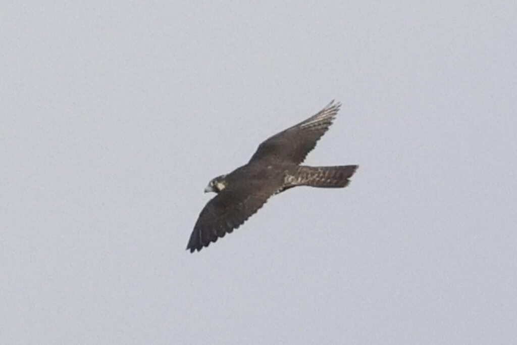 Peregrine