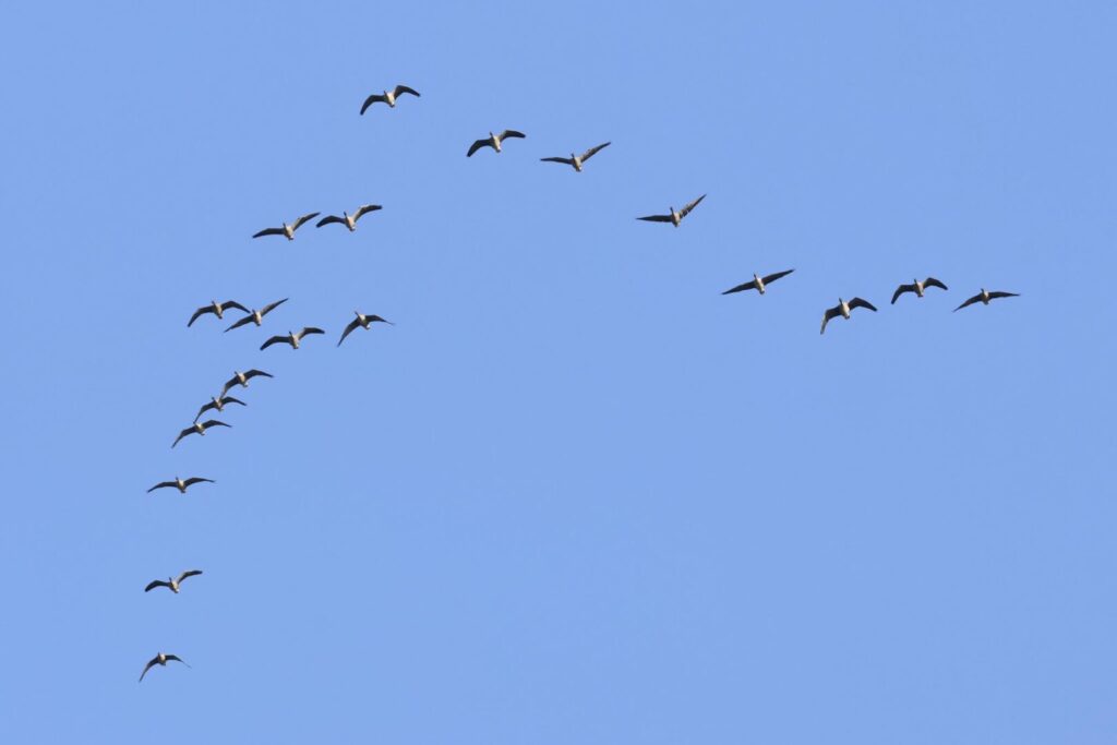 Pink-footed Geese