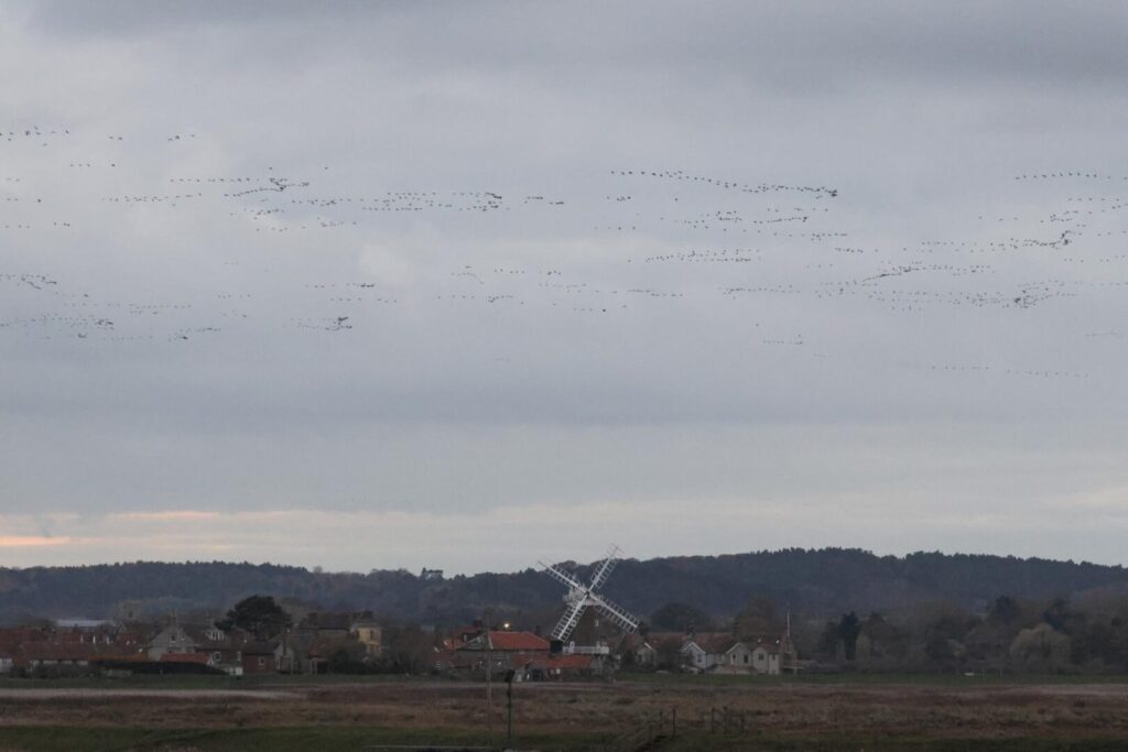 Pink-footed Geese