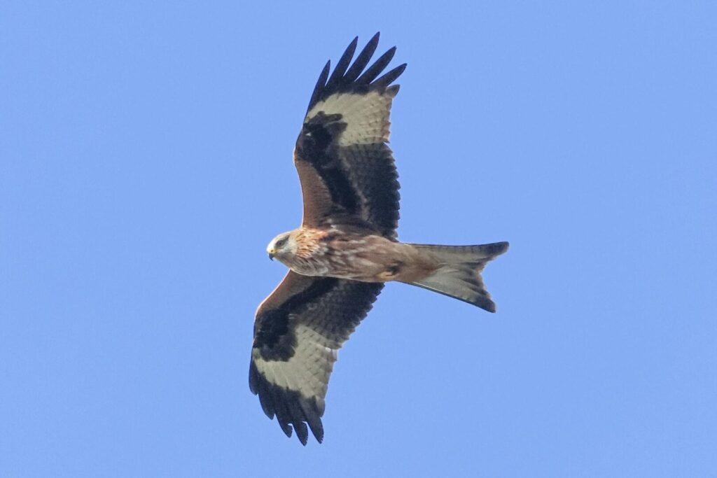 Red Kite