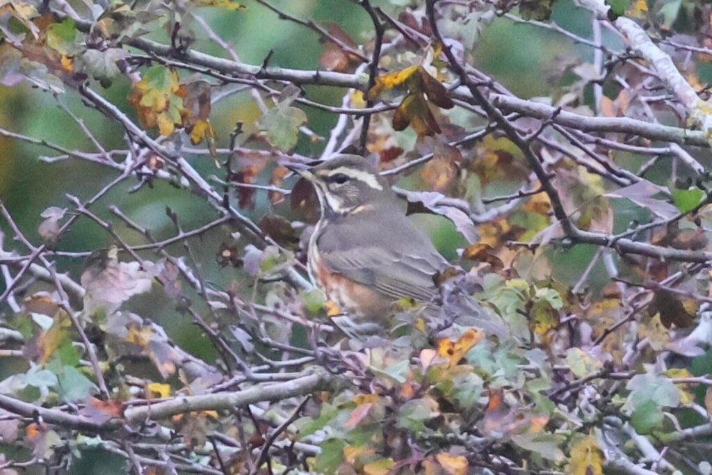 Redwing