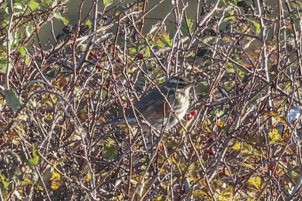 Redwing