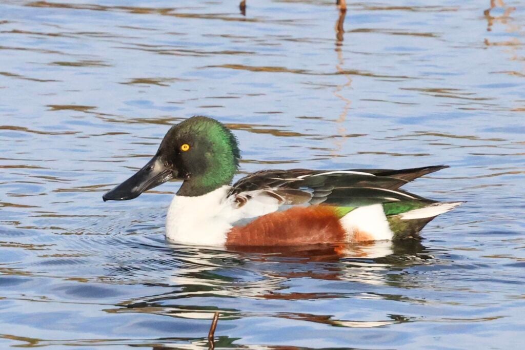 Shoveler