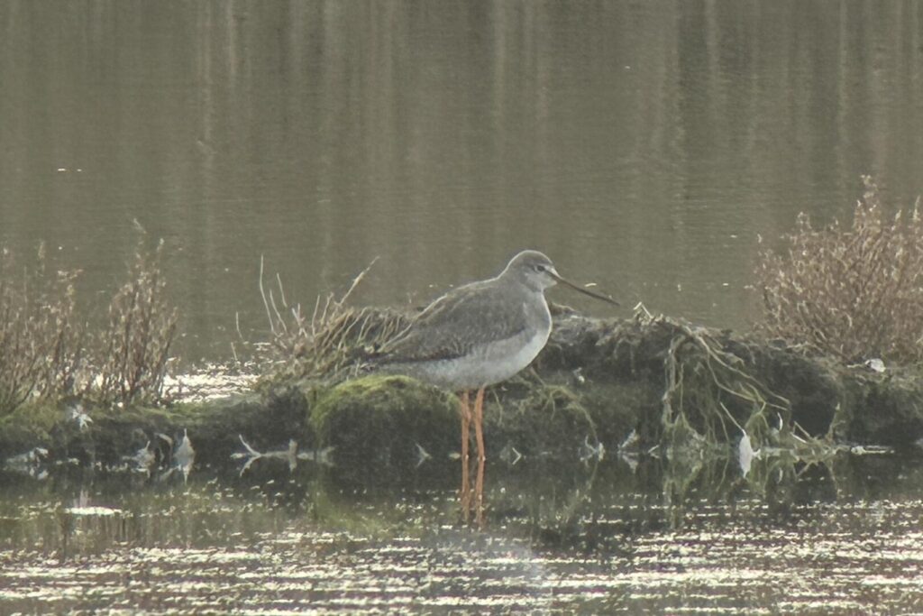Spotted Redshank