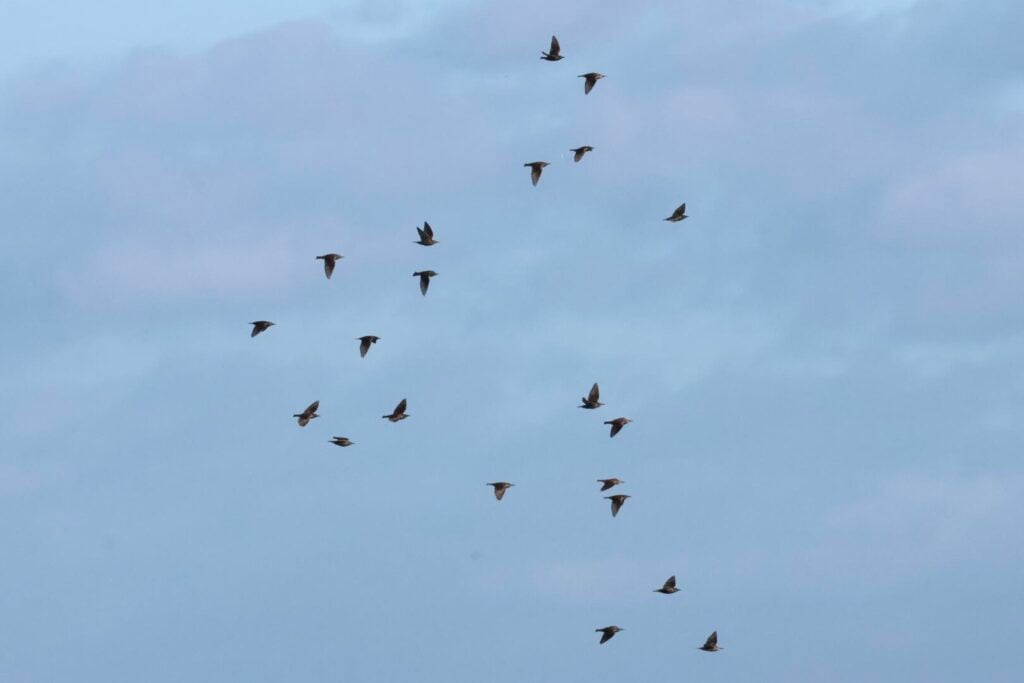 Starlings