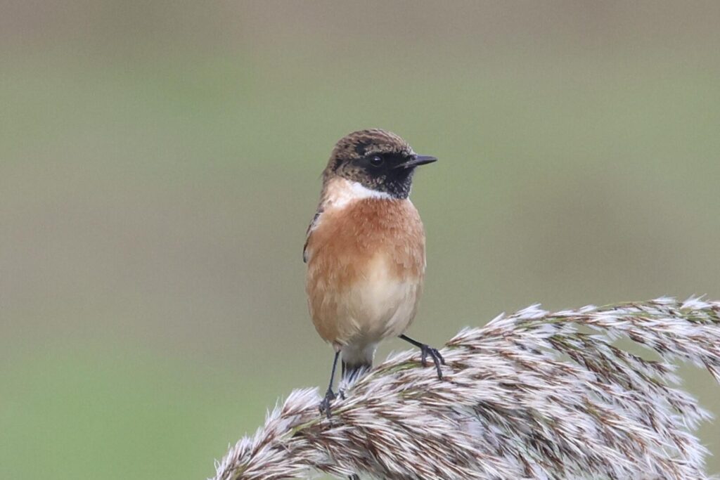 Stonechat